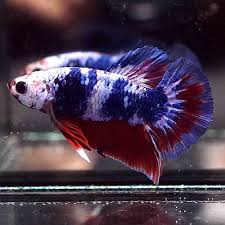 Betta Fish Betta Fish Ideas Bettafish Fishbetta Live Betta Fish Big One Fancy Captain America Halfmoon Plakat Hmpk Male 818 2 Betta Fish Betta Fish