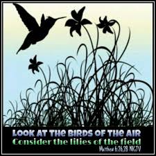 Birds Of The Air And Lilies Of The Field Living Simply Look At The Birds Of The Air Consider The Lilies Of The Field Matthew 6 Lilies Of The Field Rivers Of Living Water Our Father In Heaven