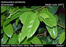 Image result for Achariaceae
