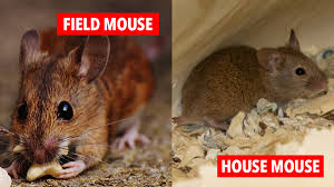 How to go about checking mice the right way: Pest Advice For Controlling Mice