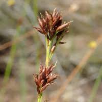 Image result for Ascolepis capensis
