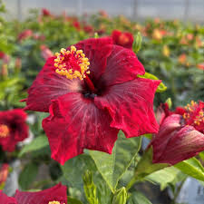 Image result for Hibiscus