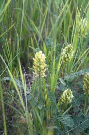 Image result for Cicer