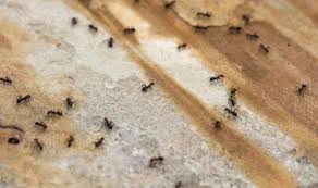 Leave them around your room as a preventive defense against ants. How To Get Rid Of Ants In The House Quickly 5 Quick And Easy Hacks Express Co Uk