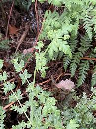 Image result for Histiopteris incisa