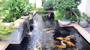 Backyard fountains can suit any garden style, garden size, or gardener's time commitment. Mini Ponds A Pond In A Pot Why Not The Guardian Nigeria News Nigeria And World News Saturday Magazine The Guardian Nigeria News Nigeria And World News