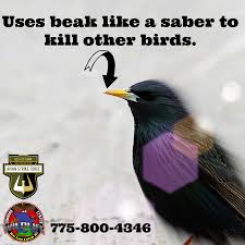 Reno Nevada Wildlife Command Center