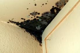 Он не только портит вид всего дома, но и является очень вредным для. Zarazhennym Vyrezayut Glaza Strashnaya Infekciya Chernaya Plesen Poyavilas V Rossii Tarakann