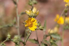 Image result for Guizotia scabra