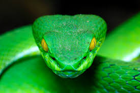 Move along a winding path; Snake Vision Inspires Pyroelectric Material Design Physics World