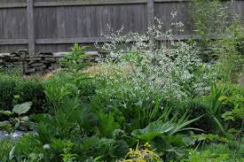 Image result for Crambe