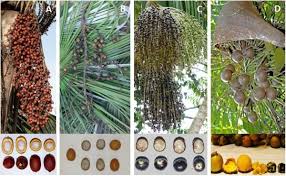 Image result for Arecaceae
