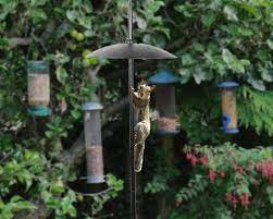 Most methods work in some way but which are the most effective and which method will. 5 Best Squirrel Baffles In 2021 That Actually Work World Birds