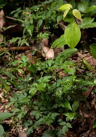 Image result for Sanicula elata