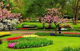 Taman yang bernama keukenhof tersebut kini ditutup karena wabah virus corona. Wallpaper Taman Bunga Lavender Purple Wisteria Violet Lilac Tree Lavender Plant Flower Grass 1857106 Wallpaperkiss