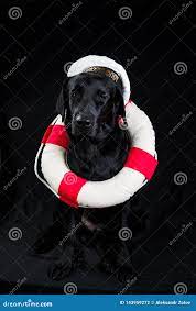 Cute Black Dog in a Sailor Cap Looking at Camera on Black Background Stock  Photo - Image of obedient, funny: 143959272