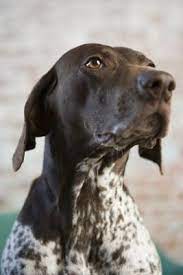He is square or slightly longer than tall; Differences Between German Shorthairs English Pointers