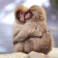 Animals in Love  Ecology 生態留影