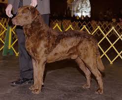 Chesapeake Bay Retriever Wikipedia