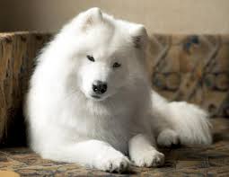 Le Plus Beau Chien Du Mondes Photo Chien Chien Chiens Samoyedes