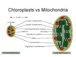 Essential for plant growth and development —nitrate. Mitochondria And Chloroplasts Structure And Function A Review