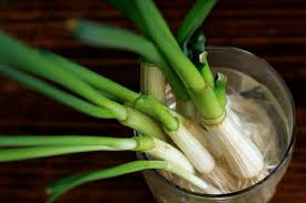 You'll need about six weeks for your seedlings to mature and then be ready for planting out into the garden after it has warmed up sufficiently during early april. Growing Green Onions In Water