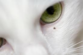 We did not find results for: How To Remove A Tick From Your Cat The Catington Post