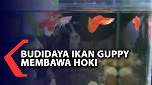 Agar proses budidaya berjalan lancar tanpa hambatan, anda harus mengetahui cara ternak ikan guppyyang benar sebagai berikut. Pandemi Budidaya Ikan Guppy Membawa Hoki Youtube