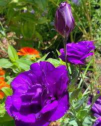 Image result for eustoma Balboa