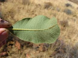 Image result for Ozoroa