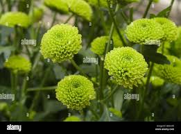 Image result for Chrysanthellum indicum