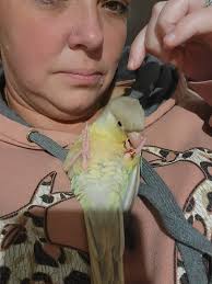 Female green cheek conure for adoption in Norwalk Ohio