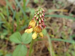 Image result for Eriosema parviflorum