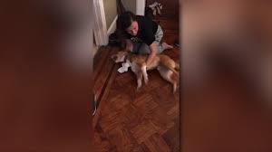 Seizures Among Side Effects From Popular Flea And Tick Medications For Pets Fox 59