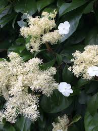 Climbers develop tendrils (thin extensions from the stem) or suckers (stem sprouts) for anchorage or twine themselves around their props. Hydrangea Seemanii Xera Plants