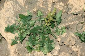 Image result for Spinacia