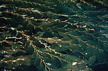 Check spelling or type a new query. Largest Organisms Wikipedia