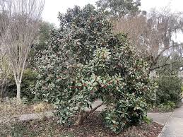 Image result for Ilex