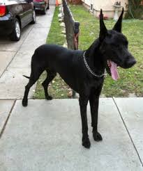 Puppyfinder.com is your source for finding an ideal puppy for sale in colorado, usa area. Pin On Pets For Me