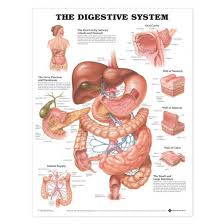 Digestive System Chart Laminated