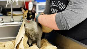See our veterinarian two times. 97 Cats Survive House Fire In New York