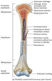 Chapter 6 Bone Tissue Kinesiology 2500 With Hargroder At Louisiana State University Studyblue Medical Anatomy Human Anatomy And Physiology Anatomy