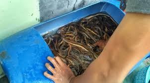 Permintaan akan belut tidak hanya meliputi indonesia, melainkan juga ke mancanegara. Cara Mudah Dan Praktis Budidaya Belut Dalam Drum Dengan Hasil Melimpah Star Farm International