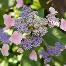 Kumpulan lagu hortensja dębolistna i omszona. Hortensja Kosmata Omszona Hydrangea Aspera Hot Chocolate C3 30 45cm Flora Sklep Pl