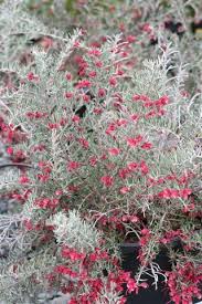 Plant Catalog Grevillea Lav Penola 5 Drought Tolerant Shrubs Trees To Plant Plant Catalogs