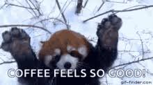 Create/edit gifs, make reaction gifs. Funny Red Panda Gifs Tenor