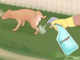 This drove them off pretty rapidly without interaction and pretty soon i had no more unwanted deposits. 3 Ways To Keep Dogs Off Your Lawn Wikihow