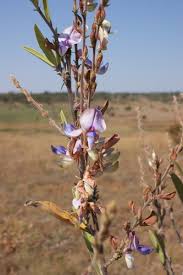Image result for Droogmansia