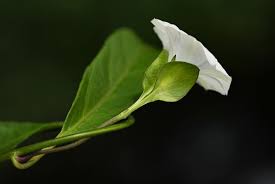 Image result for Aniseia martinicensis