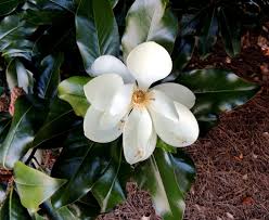 Image result for Magnoliaceae